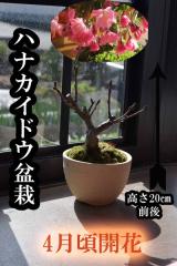 �n�i�J�C�h�E�~�́@�ԊC��