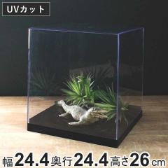 �R���N�V�����P�[�X ���M�����[ ��24cm ��� �N���A�P�[�X �N���A ���� ���[ �i �R���N�V���� �P�[�X �v���X�`�b�N �t�B�M���A �f�B�X�v