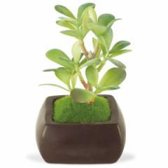 lHϗtA WA BONSAI ARTIFICIAL GREEN JlmiL i  tFCNO[ A ~  ۋ lH tFCN ϗtA Ce