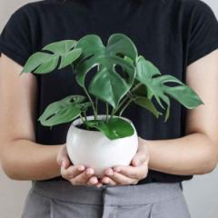 フェイクグリーン モンステラ エクリア ハンギング （ 人工観葉植物 インテリアグリーン 観葉植物 おしゃれ 造花 リアル 室内 消臭 抗菌 