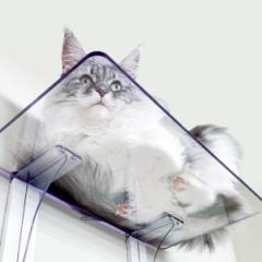キャットステップ Cat Steps 壁 ワイドステップ 透明 クリア キャットウォーク （ キャットタワー ネコ ステップ ねこ 猫 壁面取り付け 