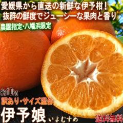 �Y�n���� �ɗ\�� ���悩�� ��10kg �T�C�Y���� ���Q���Y �󂠂�i �����l���炨�͂�����V�N�Ȉɗ\���I���Y�Ҏw��̂������͔|