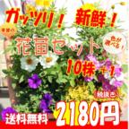花苗の商品一覧 通販 Au Pay マーケット 花苗の商品一覧 通販 Au Pay マーケット