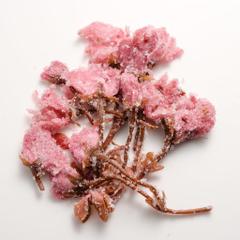 富澤商店(TOMIZ) 桜花の塩漬 60G (約45名分/桜の花/さくらの花/桜の塩漬け/桜/業務用)