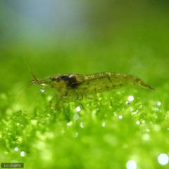 (エビ)ミナミヌマエビ(60匹)(+1割おまけ) 北海道航空便要保温