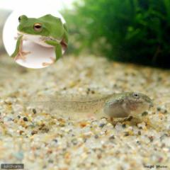 (両生類)モリアオガエル オタマジャクシ(5匹)