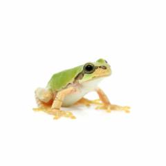 (両生類)ニホンアマガエル Sサイズ(1匹)