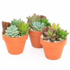 (観葉植物)多肉3種のテラコッタ寄せ植え(3鉢) 説明書付き 多肉植物 おしゃれ プレゼント