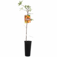 (観葉植物)果樹苗 耐寒性ナッツ スイートアーモンド ノンパレル 4号(1ポット) 家庭菜園