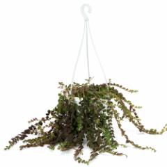 (観葉植物)コルムネア グロリオーサ 吊り鉢タイプ 5号(1鉢)