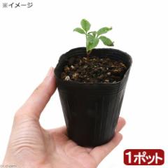 (山野草)高麗人参(オタネニンジン)2.5号(1ポット) 家庭菜園