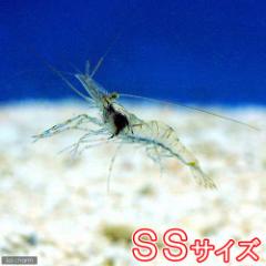 (海水魚)生餌 エサ用エビミックス SSサイズ(1匹) 活餌