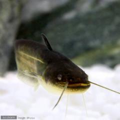 (淡水魚)ナマズ Sサイズ(1匹)