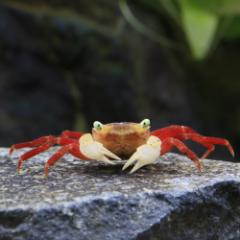 (エビ・カニ)ホワイトマンダリンクラブ(1匹) 北海道・九州航空便要保温