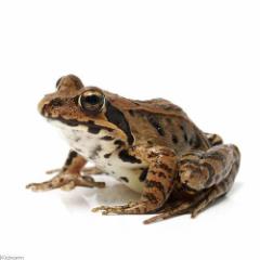 (両生類)ヤマアカガエル WC個体(1匹)