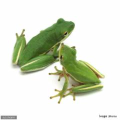 (両生類)アメリカアマガエル WC個体(1匹)