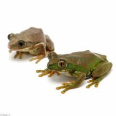 (両生類)ムシクイオオクサガエル アダルト(1匹)