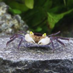 (エビ・カニ)ファルコンバンパイア・クラブ(1匹) 北海道・九州航空便要保温