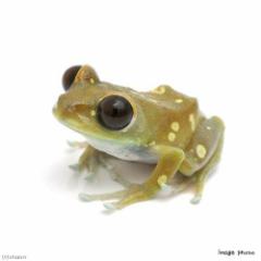 (両生類)ウルグルオオクサガエル(1匹)