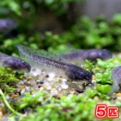 (両生類)シュレーゲルアオガエル オタマジャクシ(5匹)
