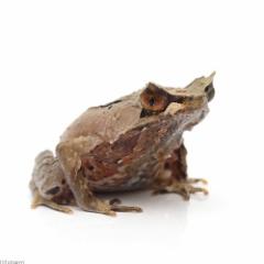 (両生類)モンタナコノハガエル(1匹)