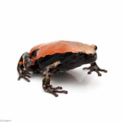 (両生類)コガタナゾガエル WC個体 MLサイズ(1匹)