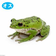 (両生類)モリアオガエル オス個体 斑入り(1匹)