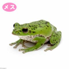 (両生類)モリアオガエル メス個体 斑入り(1匹)