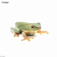 (両生類)クツワアメガエル ベビー(1匹)