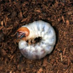 (昆虫)フォルスターフタマタクワガタ(亜種ニシ) インド アルナーチャル産 幼虫(2令〜3令)(1匹) 北海道・九州航空便要保温