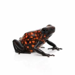 (両生類)シルバティカヤドクガエル ディアブロ“diablo”(1匹)