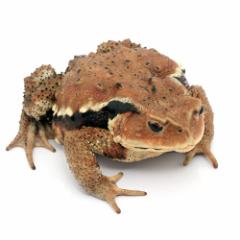 (両生類)ニホンヒキガエル WC個体 Lサイズ(1匹)