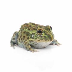 (両生類)アフリカウシガエル おまかせカラー SMサイズ(1匹) 北海道・九州航空便要保温