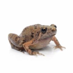(両生類)フィシペスヒメアマガエル(1匹)