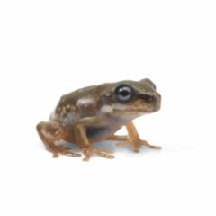 (両生類)イエアメガエル ブルーアイ CB個体 ベビーサイズ(1匹)