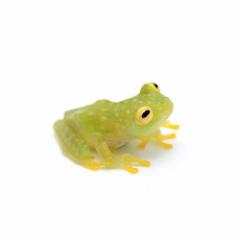 (両生類)フライシュマンアマガエルモドキ CB個体(1匹)