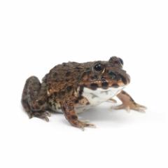 (両生類)ババトラフガエル Sサイズ(1匹)