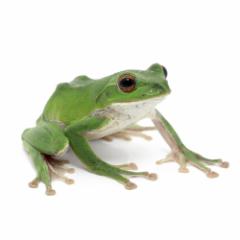 (両生類)モリアオガエル(1匹)