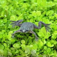 (両生類)ヒメツメガエル(6匹)