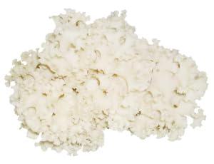 健康・野草茶センター ハナビラ茸 国産 100%パウダー (40gx4個)_2