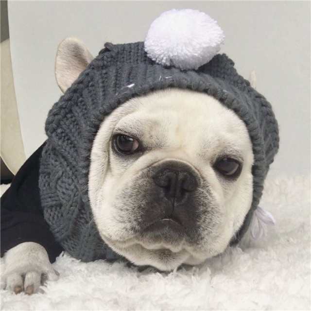 フランス発MILK&PEPPER☆可愛い犬用ニット帽 - 犬用品