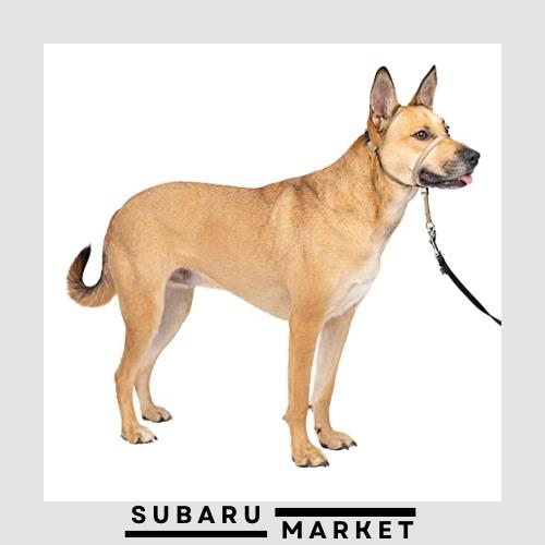 PetSafe ペットセーフ ジェントルリーダー ヘッドカラー クイックリリース（M フォーン ベージュ）の通販は 6,012円