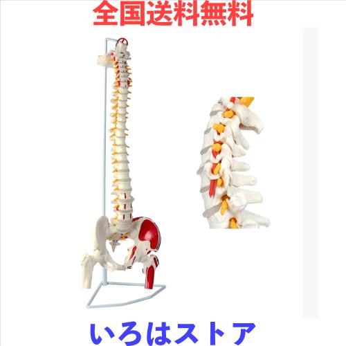 timiland 脊椎 模型 可動式 脊椎骨盤模型 人体模型 実物大 脊柱