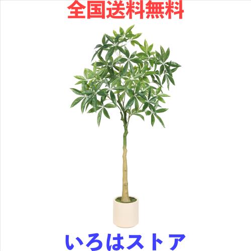 パキラ 朴 150cm 8号 【公式通販】