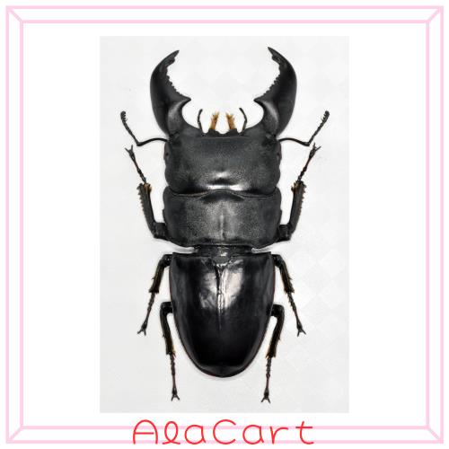 BACALYSO | 涅槃 1/1 サイズ ヒラタクワガタ フィギュア 冷蔵庫貼り