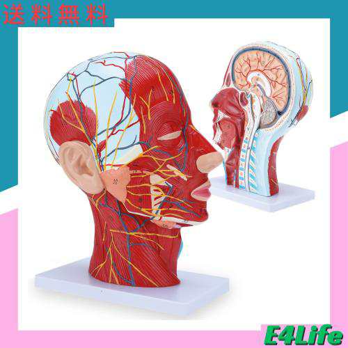 RONTEN 可動式頭蓋骨模型【3分解】標準型解剖医療学習モデル (頭部浅在神経モデル)の通販はau PAY マーケット - Ｅ４Ｌｉｆｅ | au  PAY マーケット－通販サイト