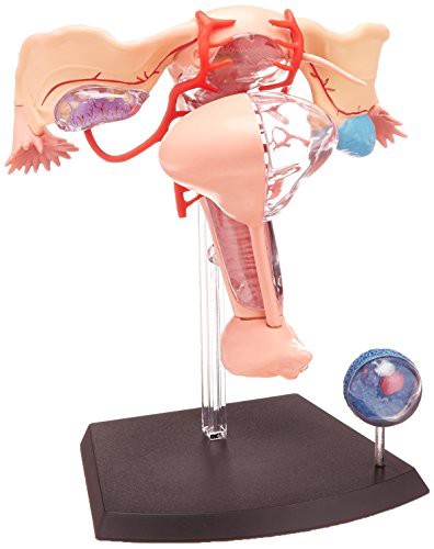 人体解剖模型 立体パズル 4D HUMAN Anatomy 雌性生殖器解剖モデル