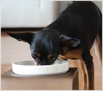 ソルビダ(SOLVIDA) 室内飼育成犬用(インドアアダルト) 5.8kg_4