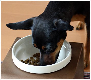 ソルビダ(SOLVIDA) 室内飼育成犬用(インドアアダルト) 5.8kg_5