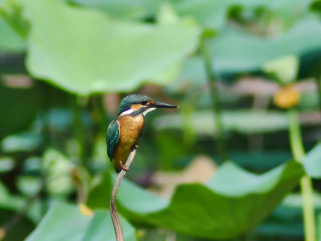 Lightdow EF/EF-S レンズfor Canon 望遠ズームレンズ 420-800mm f/8.3-16 forキヤノンEOS Kiss X10i X10 X9i X9 X8i X7i X6i X5 X4 X3 X2